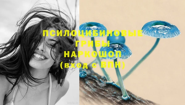 индика Новодвинск